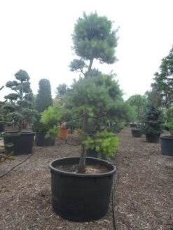 Grove Den Als Bonsai (Pinus Sylvestris) 8 Grove Den Als Bonsai (Pinus Sylvestris) -Directplant Winkel pinus sylvestris bonsai c1000 1