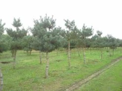 Grove Den (Pinus Sylvestris) -Directplant Winkel pinus sylvestris opstam