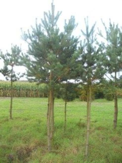 Grove Den (Pinus Sylvestris) -Directplant Winkel pinus sylvestris opstam 20 25 1