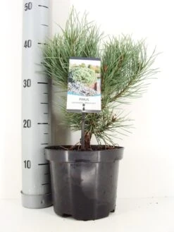 Grove Den (Pinus Sylvestris 'Watereri') -Directplant Winkel pinus sylvestris watereri c3 m