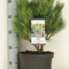 Grove Den (Pinus Sylvestris 'Watereri') -Directplant Winkel pinus sylvestris watereri c5 m 1