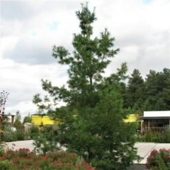 Treurden (Pinus Wallichiana) -Directplant Winkel pinus wallichiana