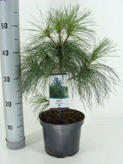 Treurden (Pinus Wallichiana) -Directplant Winkel pinus wallichiana c3 m