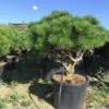 Meerstammige Japanse Pijnboom (Pinus Parviflora 'Brevifolia') -Directplant Winkel pinusbrevifoliameerstammig01