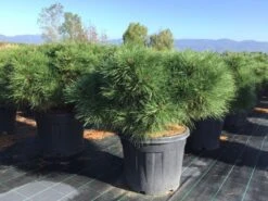 Zwarte Den (Pinus Nigra 'Marie Bregeon') -Directplant Winkel pinusnigramariebregeon01