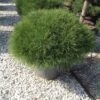 Zwarte Den (Pinus Nigra 'Marie Bregeon') -Directplant Winkel pinusnigramariebregeon02
