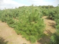 Grove Den, Solitair (Pinus Sylvestris) -Directplant Winkel pinussylv 125 150 13 9 2014 1