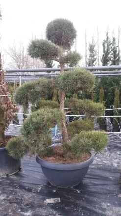Grove Den Als Bonsai (Pinus Sylvestris) -Directplant Winkel pinussylvestrisbonsai01