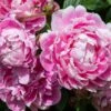Pioenroos (Paeonia Dr. 'Alexander Fleming') -Directplant Winkel pioenroos 2
