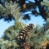 Bergden (Pinus Strobus 'Radiata') -Directplant Winkel pisradia 5