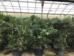 Australische Laurier (Pittosporum Tobira) -Directplant Winkel pittosporum