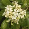 Australische Laurier (Pittosporum Tobira) -Directplant Winkel pittosporum tobira