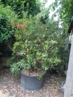 Australische Laurier (Pittosporum Tobira) -Directplant Winkel pittosporum tobira 150 175 c130