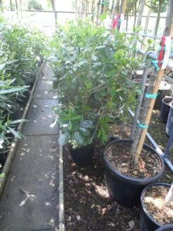 Australische Laurier (Pittosporum Tobira) -Directplant Winkel pittosporum tobira c10