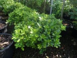Australische Laurier (Pittosporum Tobira 'Nanum') -Directplant Winkel pittosporum tobira nanum c10