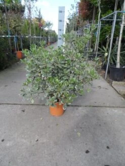 Australische Laurier (Pittosporum Tobira 'Variegatum') 12 Australische Laurier (Pittosporum Tobira 'Variegatum') -Directplant Winkel pittosporum tobira variegatum c10