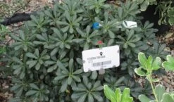 Australische Laurier (Pittosporum Tobira 'Nanum') -Directplant Winkel pittosprum tobira nanum