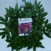 Rhododendron (Rhododendron 'Polarnacht') -Directplant Winkel polarnacht c5 boven 1