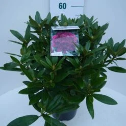 Rhododendron (Rhododendron 'Polarnacht') -Directplant Winkel polarnacht c5 zij