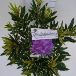 Bosrhododendron (Rhododendron Ponticum 'Variegatum') -Directplant Winkel pont variegatum c5 boven