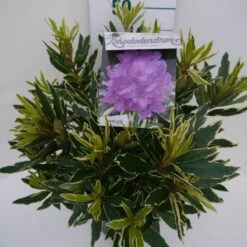 Bosrhododendron (Rhododendron Ponticum 'Variegatum') -Directplant Winkel pont variegatum c5 zij