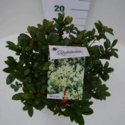Dwergrhododendron (Rhododendron 'Princess- Anne') -Directplant Winkel princess ann c4 boven 2
