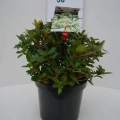 Dwergrhododendron (Rhododendron 'Princess- Anne') -Directplant Winkel princess ann c4 voor 3