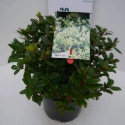 Dwergrhododendron (Rhododendron 'Princess- Anne') -Directplant Winkel princess ann c4 zij 3
