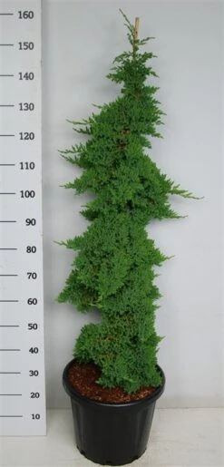 Jeneverbes (Juniperus Procumbens 'Nana') -Directplant Winkel procumbensnana100 125