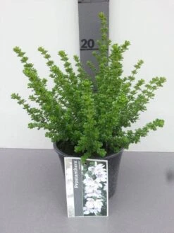 Prostanthera (Prostanthera Cuneata) 12 Prostanthera (Prostanthera Cuneata) -Directplant Winkel prostanthera cuneata