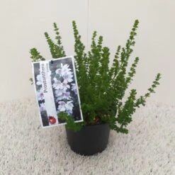 Prostanthera (Prostanthera Cuneata) 15 Prostanthera (Prostanthera Cuneata) -Directplant Winkel prostanthera cuneata 1