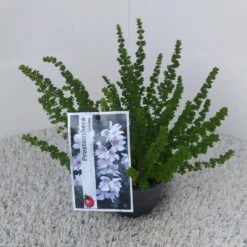 Prostanthera (Prostanthera Cuneata) 14 Prostanthera (Prostanthera Cuneata) -Directplant Winkel prostanthera cuneata 1