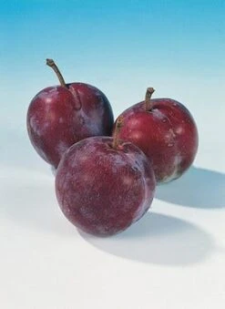 Pruimenboom (Prunus Domestica 'Opal') -Directplant Winkel pruim opal