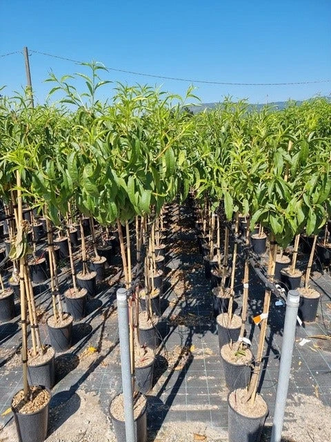 Abrikoos Als Halfstam (Prunus Armeniaca 'Antonio Errani') 3 Abrikoos Als Halfstam (Prunus Armeniaca 'Antonio Errani')