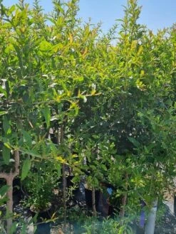 Abrikoos Als Halfstam (Prunus Armeniaca 'Antonio Errani') 9 Abrikoos Als Halfstam (Prunus Armeniaca 'Antonio Errani') -Directplant Winkel prunus armeniaca antonio errani 2 1