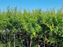 Abrikoos Als Halfstam (Prunus Armeniaca 'Antonio Errani') 8 Abrikoos Als Halfstam (Prunus Armeniaca 'Antonio Errani') -Directplant Winkel prunus armeniaca antonio errani 3 1