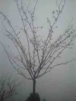 Japanse Sierkers (Prunus Subhirtella 'Autumnalis') -Directplant Winkel prunus autumnalis