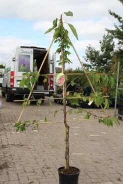 Kersenboom (Prunus Avium 'Stella') -Directplant Winkel prunus avium stella
