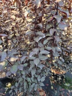 Rode Kerspruim Als Struik (Prunus Cerasifera 'Nigra') 19 Rode Kerspruim Als Struik (Prunus Cerasifera 'Nigra') -Directplant Winkel prunus cer nigra 200250 2