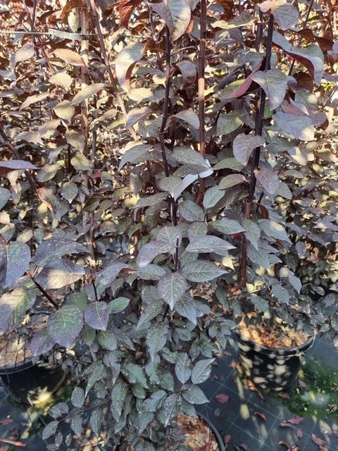 Rode Kerspruim Als Struik (Prunus Cerasifera 'Nigra') 10 Rode Kerspruim Als Struik (Prunus Cerasifera 'Nigra') - Afbeelding 8