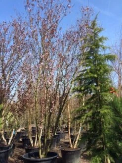 Rode Kerspruim Als Struik (Prunus Cerasifera 'Nigra') 21 Rode Kerspruim Als Struik (Prunus Cerasifera 'Nigra') -Directplant Winkel prunus cerasifera nigra 350 400 450 c500