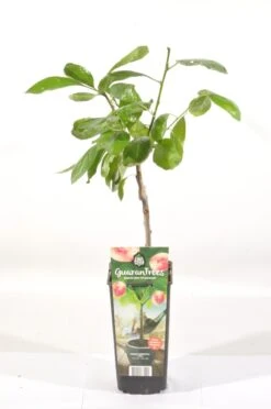 Pruimenboom (Prunus Domestica 'Opal') -Directplant Winkel prunus dom. opal rp2l pruim vroeg zoet paars