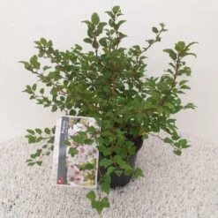 Sierkers (Prunus Incisa 'Kojou-no-mai') -Directplant Winkel prunus incisa kojou no mai