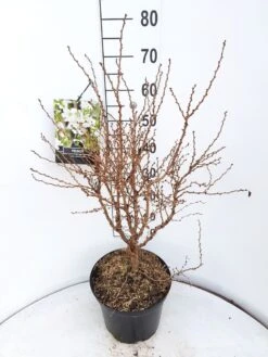 Sierkers (Prunus Incisa 'Kojou-no-mai') -Directplant Winkel prunus kojou no mai 60 70 cm c10 v01