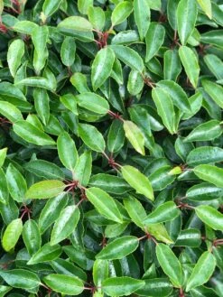 Portugese Laurier Als Grote Bolvorm (Prunus Lusitanica 'Angustifolia') -Directplant Winkel prunus l. angustifolia blad