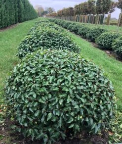 Portugese Laurier Als Grote Bolvorm (Prunus Lusitanica 'Angustifolia') -Directplant Winkel prunus l. angustifolia bol 2 1