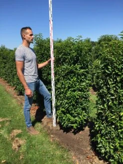 Grote Portugese Laurier (Prunus Lusitanica 'Angustifolia') -Directplant Winkel prunus l ang 150175 3