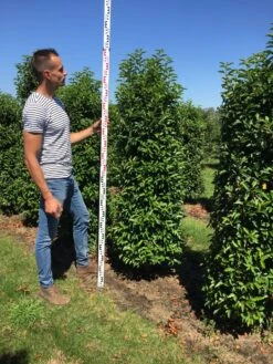 Grote Portugese Laurier (Prunus Lusitanica 'Angustifolia') 13 Grote Portugese Laurier (Prunus Lusitanica 'Angustifolia') -Directplant Winkel prunus l ang 175200