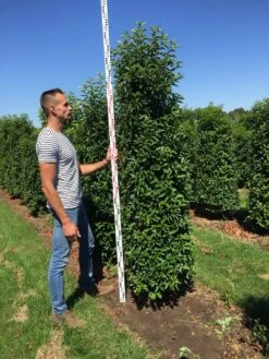 Grote Portugese Laurier (Prunus Lusitanica 'Angustifolia') -Directplant Winkel prunus l ang 200250 2