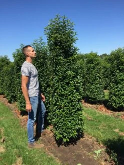 Grote Portugese Laurier (Prunus Lusitanica 'Angustifolia') -Directplant Winkel prunus l ang 200250 2 2